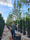 Image to render