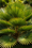 Image to render
