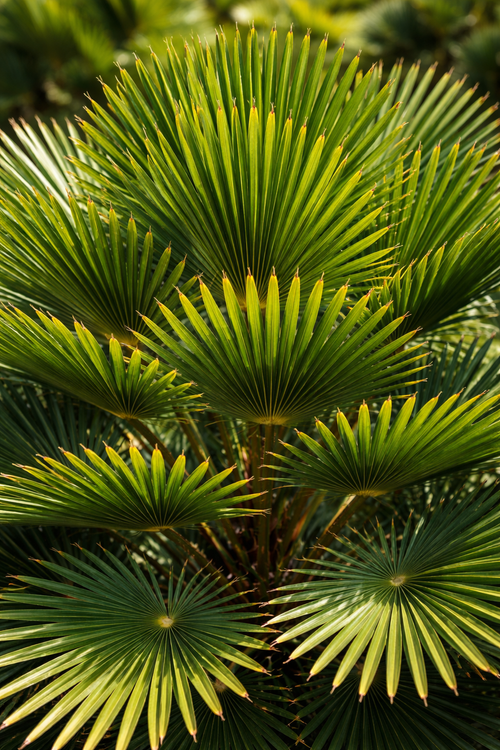 Chamaerops humilis Vulcano (Palmier nain)