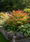 Image to render