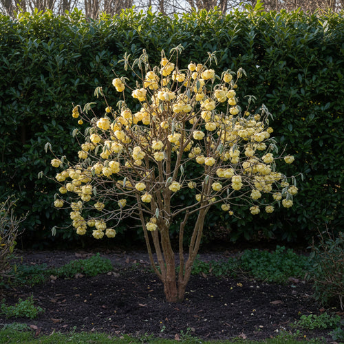 Buisson à papier (Edgeworthia chrysantha)