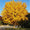 Image to render