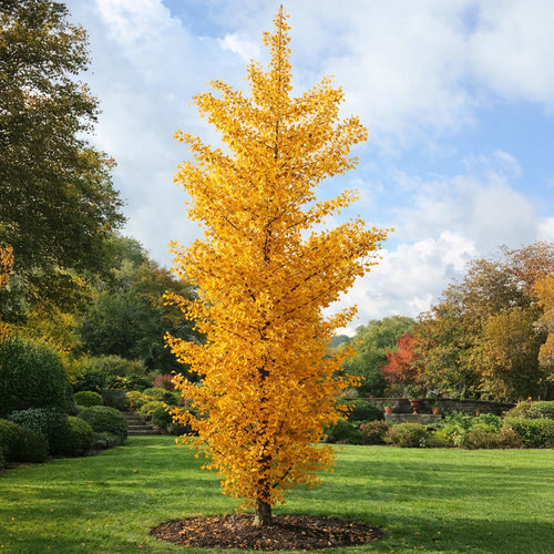Ginkgo Biloba en touffe