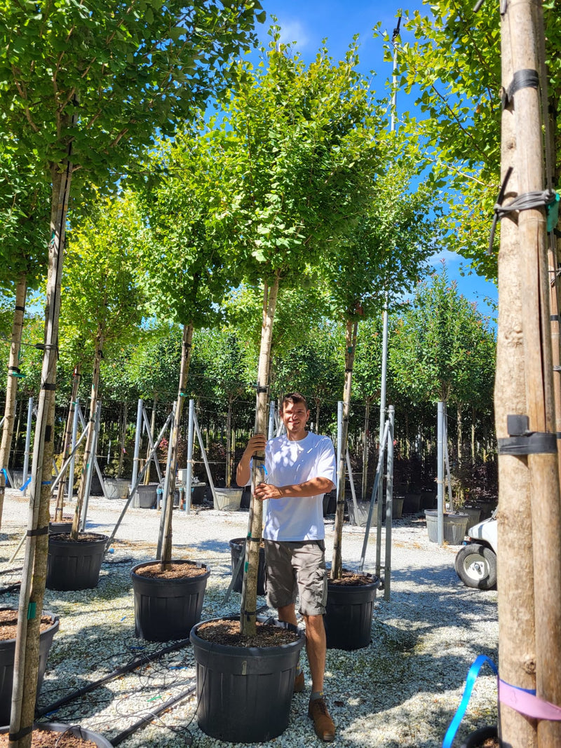 Ginkgo Biloba Fastigiata Blagon en tige
