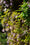 Image to render