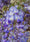 Image to render