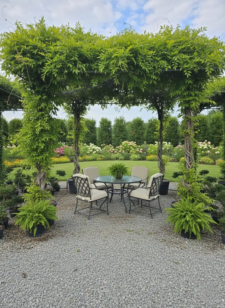Glycine en Pergola