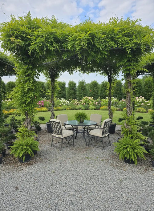 Glycine en Pergola