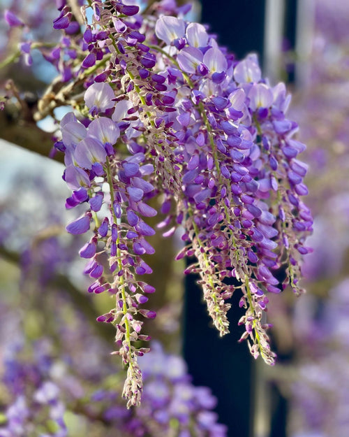 Glycine en Pergola