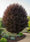 Image to render