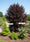Image to render