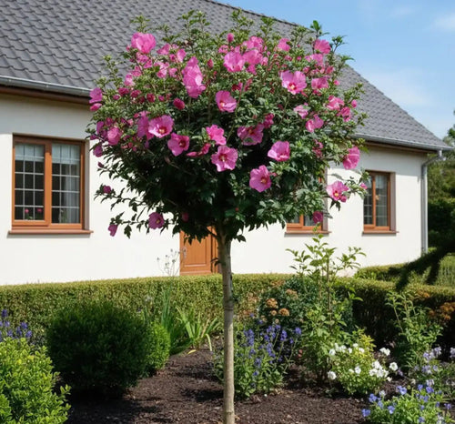 Hibiscus en demi-tige