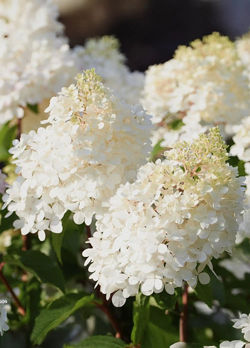 Hortensia demi-tige