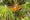 Image to render