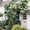 Hortensia Grimpant (Hydrangea Petiolaris) 2 - Achat en ligne