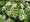 Hortensia Grimpant (Hydrangea Petiolaris) 1 - Achat en ligne