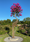 Image to render