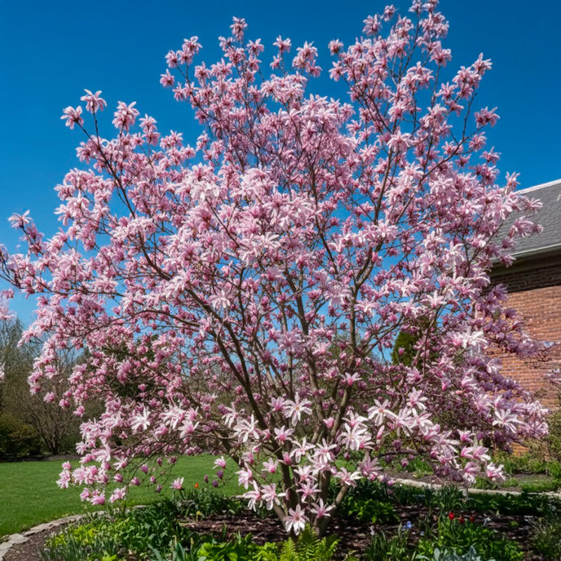 Magnolia Stellata Rosea