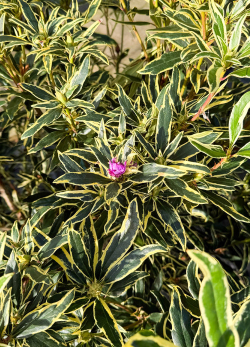 Rhododendron Panaché (Rhododendron Ponticum ‘Variegatum’)