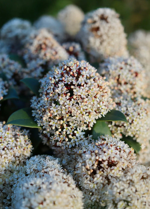 Skimmia du Japon (Skimmia Japonica Rubella)