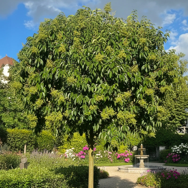 Troène du Japon en tige
