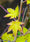 Image to render