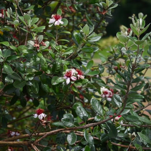 Goyavier du Brésil (Feijoa Sellowiana)