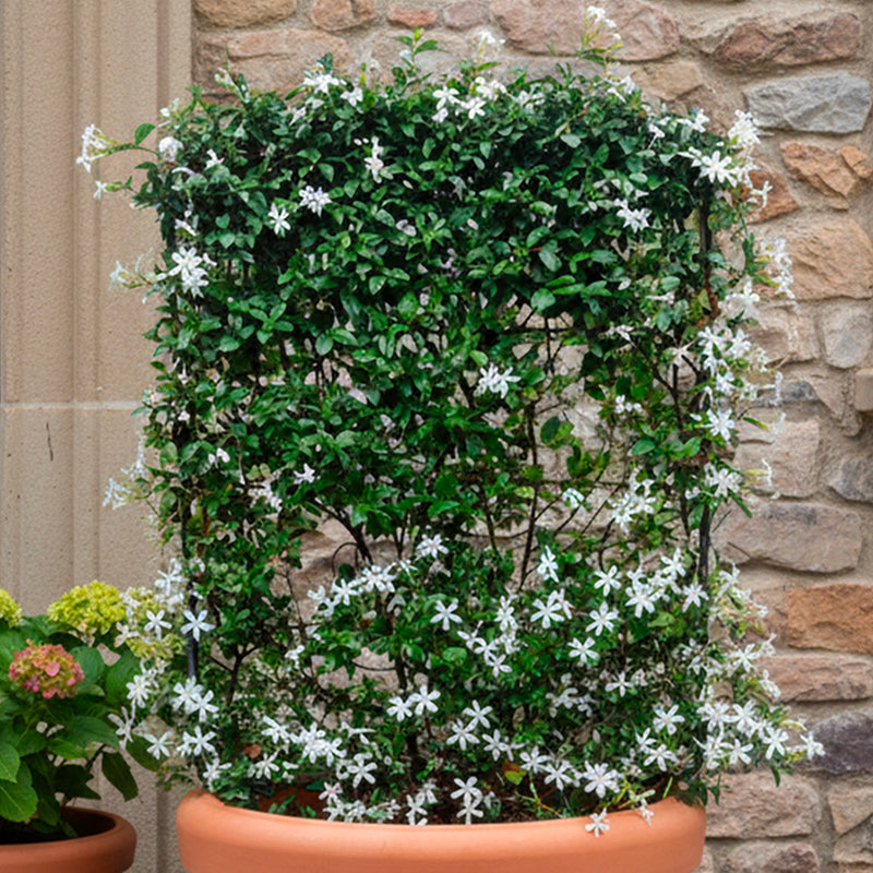 Jasmin étoilé grimpant en palissade