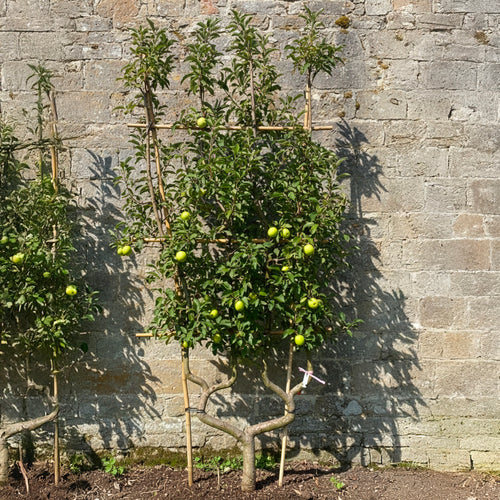Pommier Granny Smith en Palissade