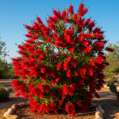 Plante rince-bouteille (Callistemon Laevis)