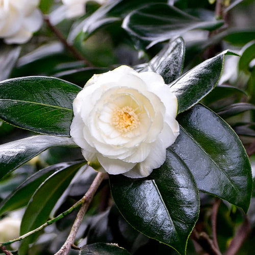 Camélia du Japon en Palissade (Camélia Japonica)