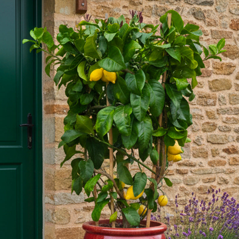 Citronnier Jaune en Tonneau