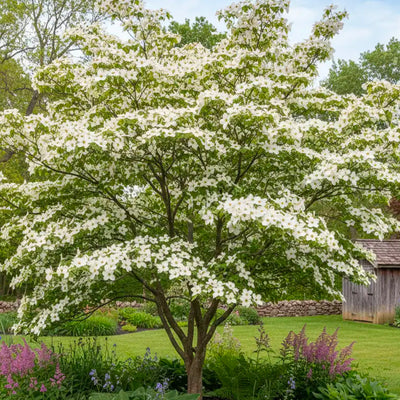 Cornouiller du Japon blanc (Cornus Kousa Milky-way)
