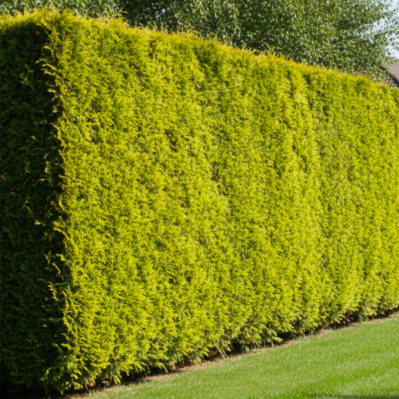 Cyprès Doré (Castlewellan Gold)