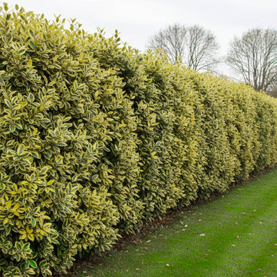 Elaeagnus Ebbingei Viveleg en touffe (Panaché Jaune)