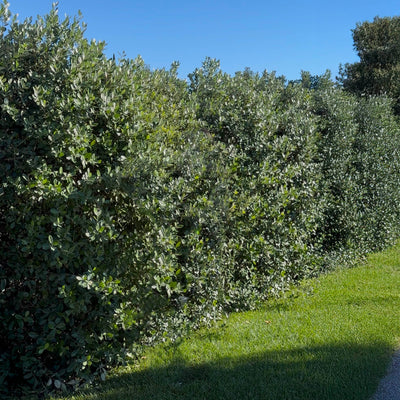 Goyavier du Brésil (Feijoa Sellowiana)