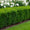 Houx Crénelé en touffe (Ilex Crenata)