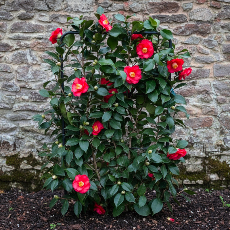 Camélia du Japon en Palissade (Camélia Japonica)