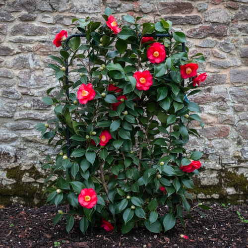 Camélia du Japon en Palissade (Camélia Japonica)