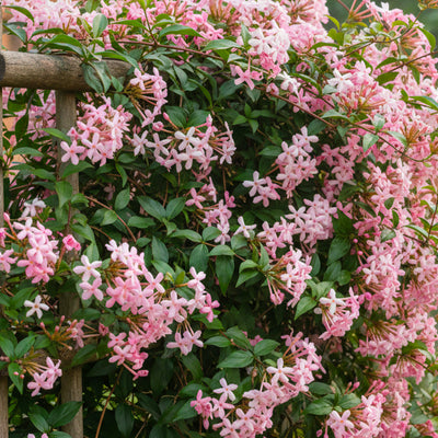 Jasmin étoilé à fleurs roses Pink Shower (Trachelospermum asiaticum Pink Showers)