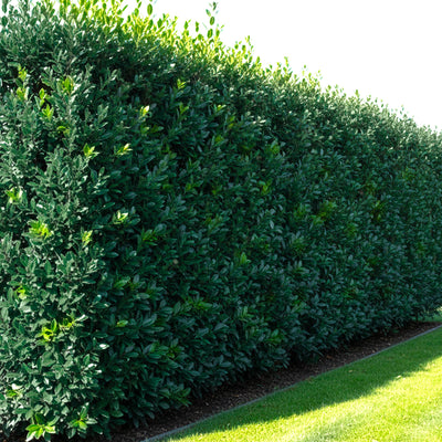 quand planter le laurier sauce Laurier Sauce (Laurus nobilis) • Plantes de Provence