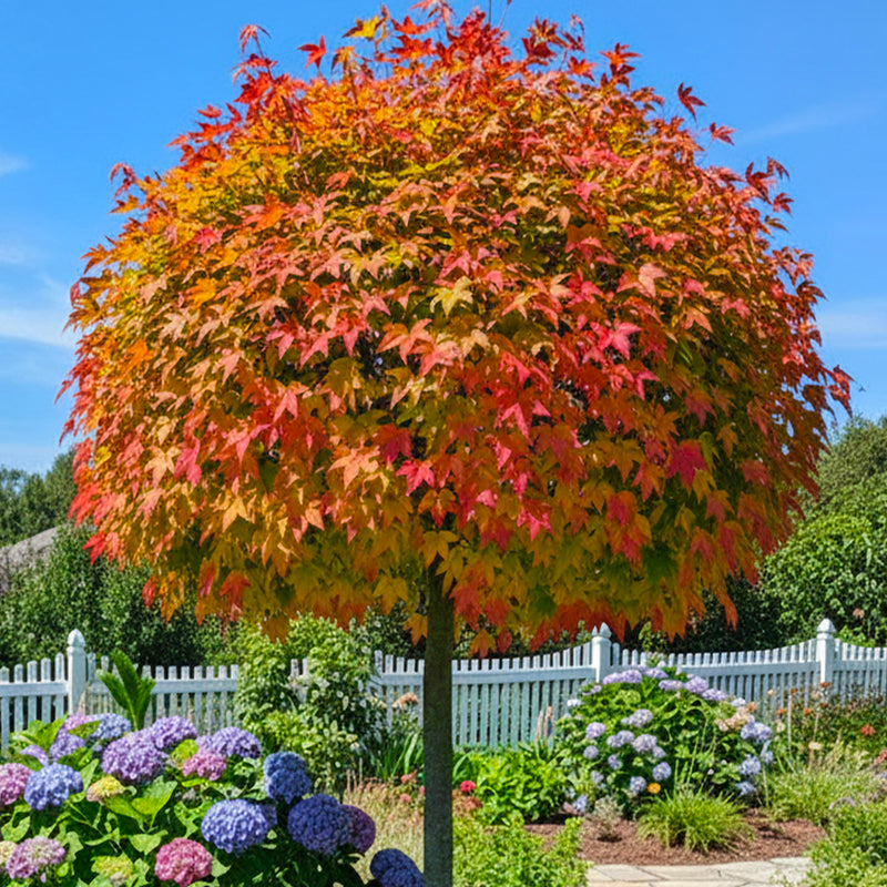Liquidambar Gumball en tige