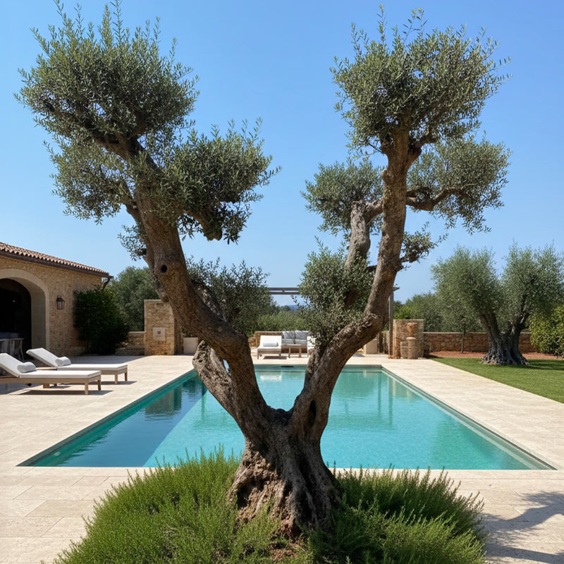 Olivier nuage centenaire double troncs