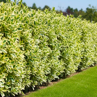 Fusain du Japon 'Bravo' (Euonymus Japonicus)