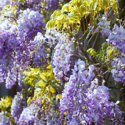 Glycine (Wisteria Brachybotrys)