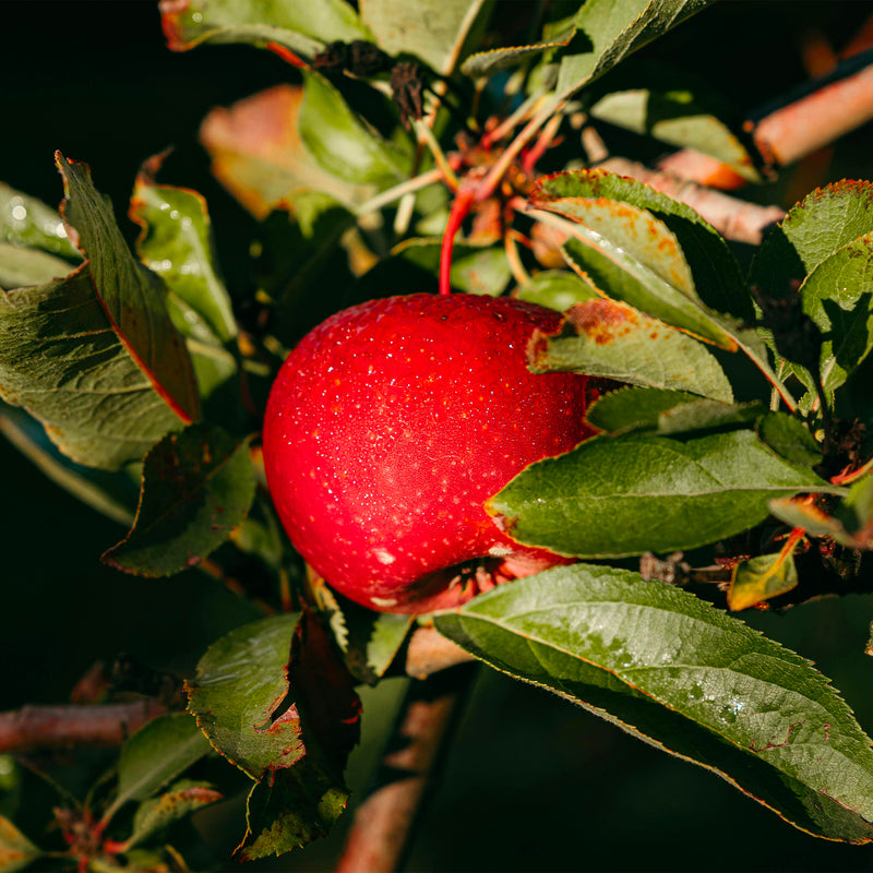 Palissade Pommier 'Gala'