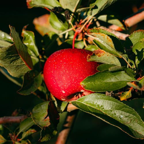 Palissade Pommier 'Gala'