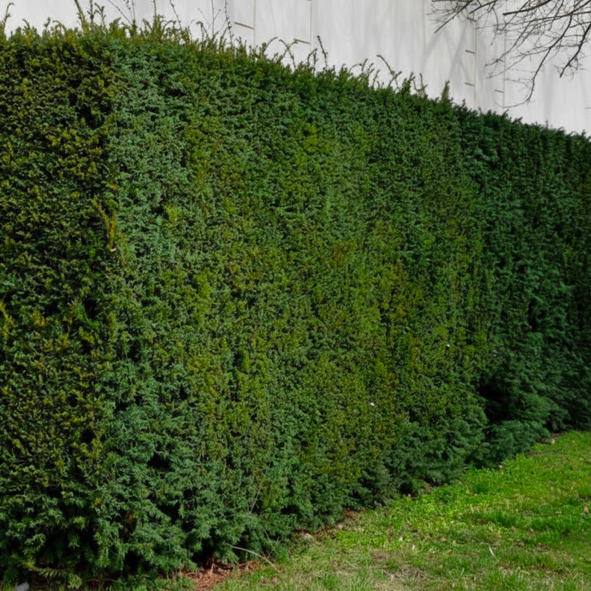 Figuier Ancien Colummaro Noir - Plante Fruitière En Pot, Déjà âgée De 4 Ans, Idéale Pour Jardin Ou Terrasse - 10
