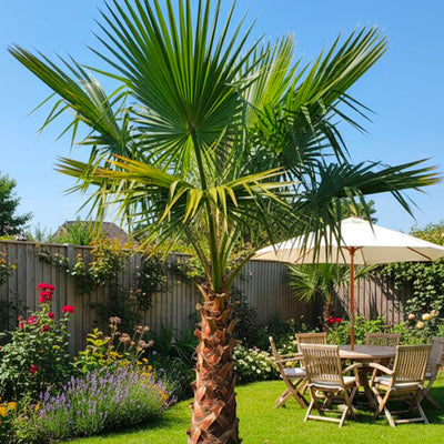 Palmier du Mexique (Washingtonia Robusta)