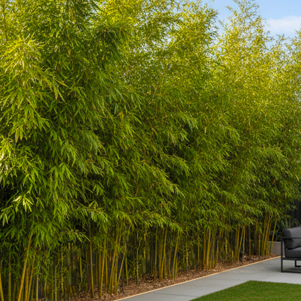 Bambou (Phyllostachys) Aurea